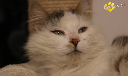 Katze Bernhard (Foto by Tiereck.at - Lavanttaler Tierhilfe)