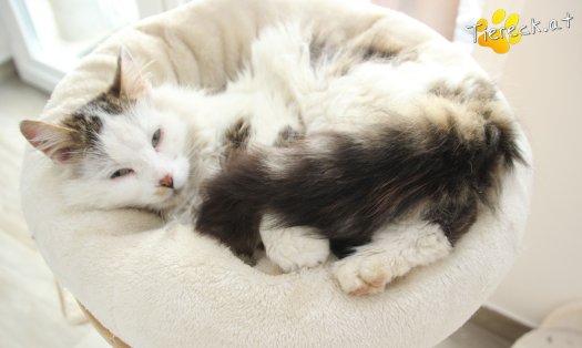 Katze Bernhard (Foto by Tiereck.at - Lavanttaler Tierhilfe)