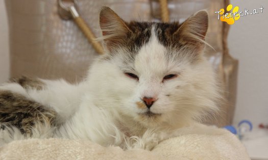 Katze Bernhard (Foto by Tiereck.at - Lavanttaler Tierhilfe)