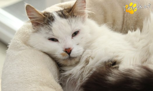 Katze Bernhard (Foto by Tiereck.at - Lavanttaler Tierhilfe)