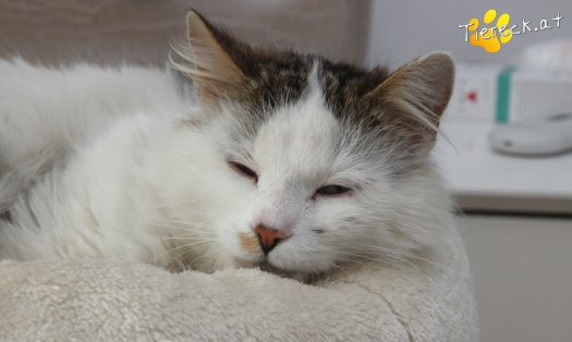 Katze Bernhard (Foto by Tiereck.at - Lavanttaler Tierhilfe)