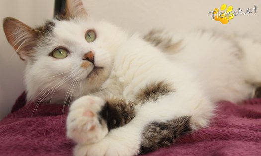 Katze Bernhard (Foto by Tiereck.at - Lavanttaler Tierhilfe)