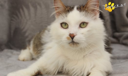 Katze Bernhard (Foto by Tiereck.at - Lavanttaler Tierhilfe)