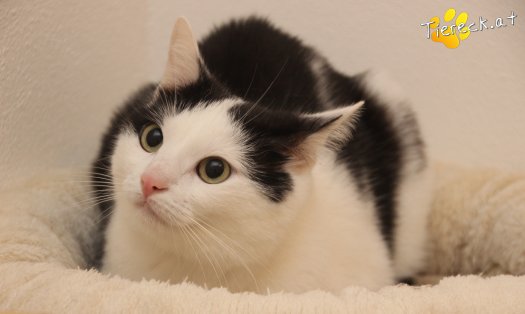 Katze Nora (Foto by Tiereck.at - Lavanttaler Tierhilfe)