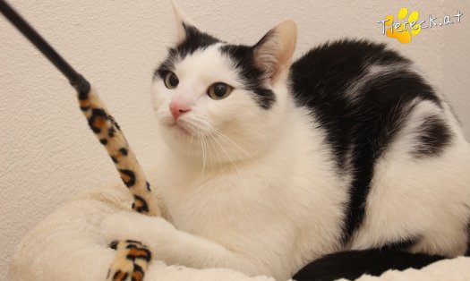 Katze Nora (Foto by Tiereck.at - Lavanttaler Tierhilfe)