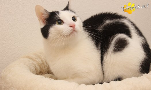Katze Nora (Foto by Tiereck.at - Lavanttaler Tierhilfe)