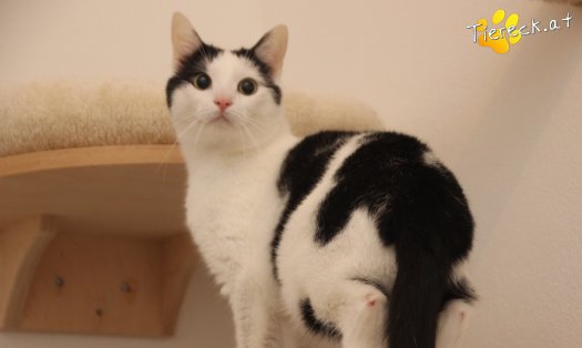 Katze Nora (Foto by Tiereck.at - Lavanttaler Tierhilfe)