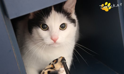 Katze Nora (Foto by Tiereck.at - Lavanttaler Tierhilfe)
