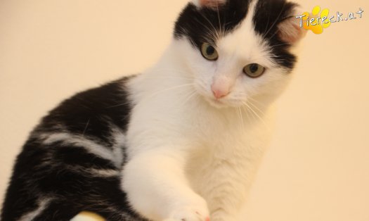 Katze Nora (Foto by Tiereck.at - Lavanttaler Tierhilfe)