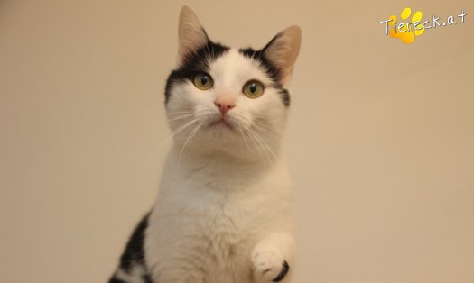 Katze Nora (Foto by Tiereck.at - Lavanttaler Tierhilfe)
