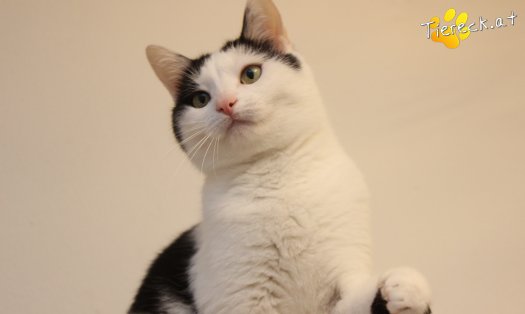 Katze Nora (Foto by Tiereck.at - Lavanttaler Tierhilfe)