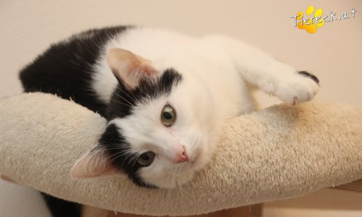 Katze Nora (Foto by Tiereck.at - Lavanttaler Tierhilfe)