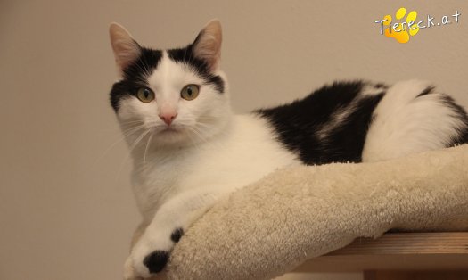 Katze Nora (Foto by Tiereck.at - Lavanttaler Tierhilfe)