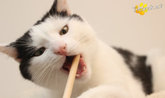 Katze Nora (Foto by Tiereck.at - Lavanttaler Tierhilfe)