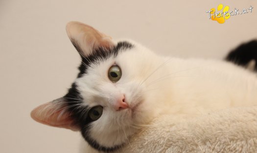 Katze Nora (Foto by Tiereck.at - Lavanttaler Tierhilfe)