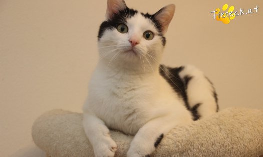 Katze Nora (Foto by Tiereck.at - Lavanttaler Tierhilfe)