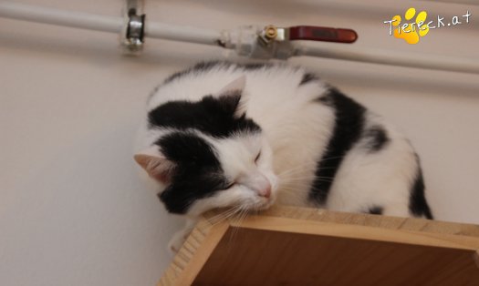 Katze Nora (Foto by Tiereck.at - Lavanttaler Tierhilfe)