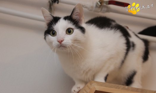 Katze Nora (Foto by Tiereck.at - Lavanttaler Tierhilfe)
