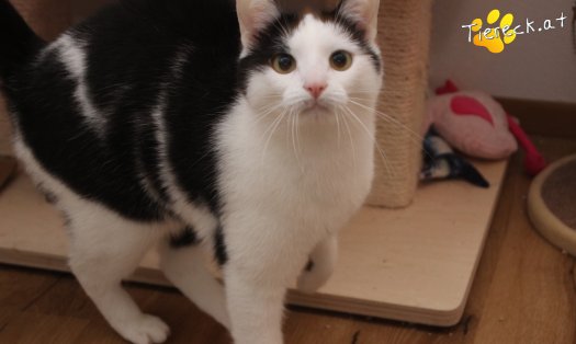 Katze Nora (Foto by Tiereck.at - Lavanttaler Tierhilfe)