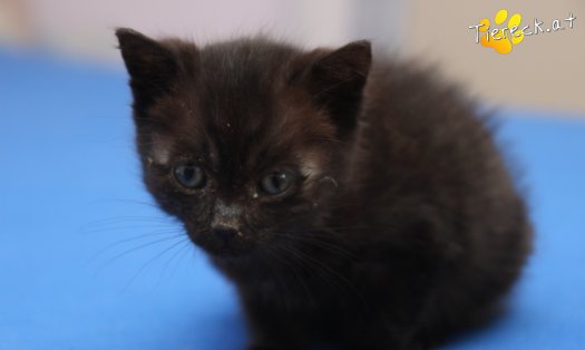 Katze Findus (Foto by Tiereck.at - Lavanttaler Tierhilfe)