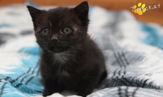 Katze Findus (Foto by Tiereck.at - Lavanttaler Tierhilfe)