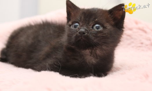 Katze Findus (Foto by Tiereck.at - Lavanttaler Tierhilfe)