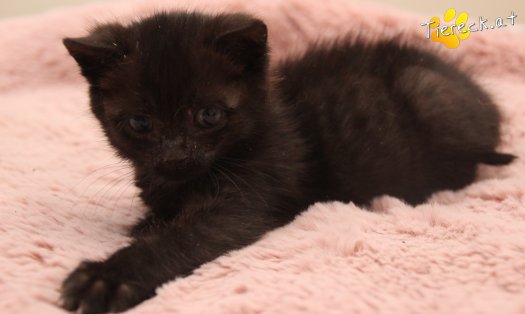 Katze Findus (Foto by Tiereck.at - Lavanttaler Tierhilfe)