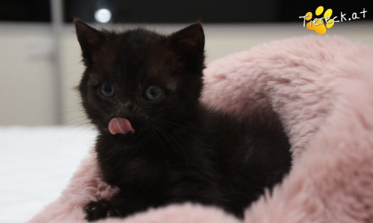 Katze Findus (Foto by Tiereck.at - Lavanttaler Tierhilfe)