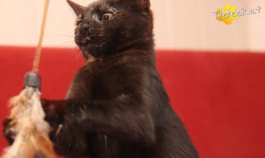 Katze Fleckerl (Foto by Tiereck.at - Lavanttaler Tierhilfe)
