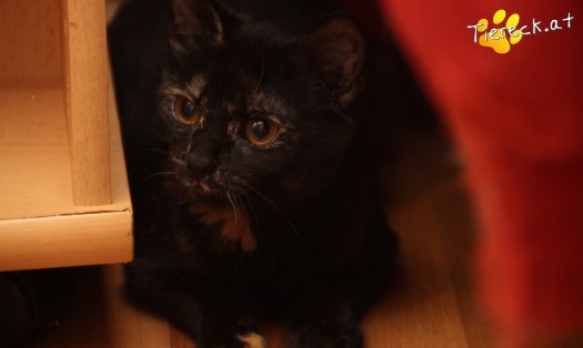 Katze Fleckerl (Foto by Tiereck.at - Lavanttaler Tierhilfe)
