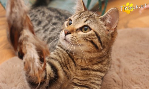 Katze Moritz (Foto by Tiereck.at - Lavanttaler Tierhilfe)