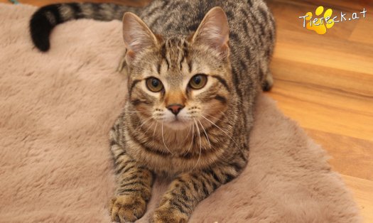 Katze Moritz (Foto by Tiereck.at - Lavanttaler Tierhilfe)