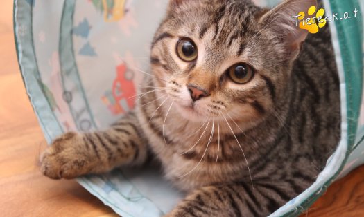 Katze Moritz (Foto by Tiereck.at - Lavanttaler Tierhilfe)