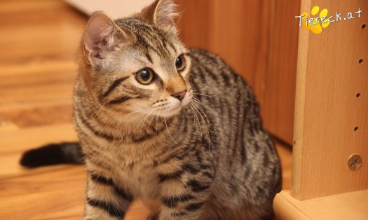 Katze Moritz (Foto by Tiereck.at - Lavanttaler Tierhilfe)