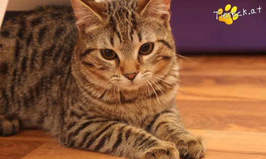 Katze Moritz (Foto by Tiereck.at - Lavanttaler Tierhilfe)