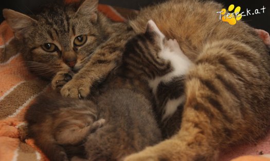 Katze Tia (Foto by Tiereck.at - Lavanttaler Tierhilfe)