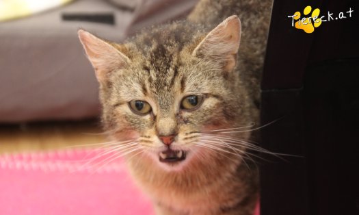 Katze Tia (Foto by Tiereck.at - Lavanttaler Tierhilfe)