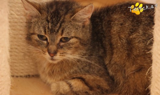 Katze Tia (Foto by Tiereck.at - Lavanttaler Tierhilfe)