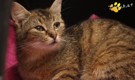 Katze Tia (Foto by Tiereck.at - Lavanttaler Tierhilfe)