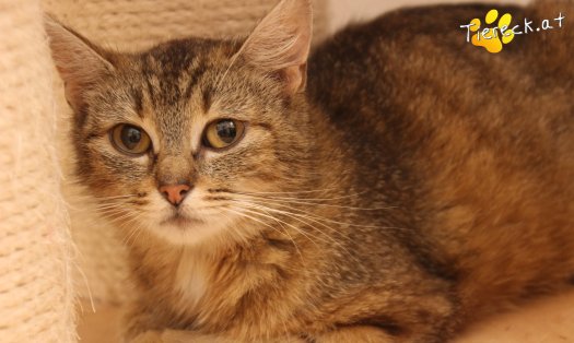 Katze Tia (Foto by Tiereck.at - Lavanttaler Tierhilfe)
