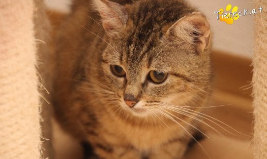 Katze Tia (Foto by Tiereck.at - Lavanttaler Tierhilfe)