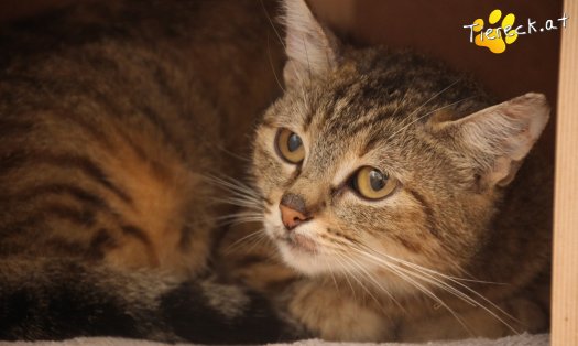 Katze Tia (Foto by Tiereck.at - Lavanttaler Tierhilfe)