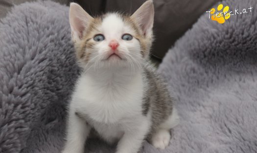 Katze Mirjam (Foto by Tiereck.at - Lavanttaler Tierhilfe)