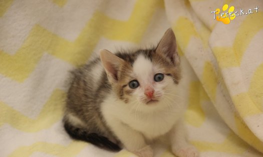 Katze Mirjam (Foto by Tiereck.at - Lavanttaler Tierhilfe)