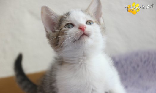 Katze Mirjam (Foto by Tiereck.at - Lavanttaler Tierhilfe)