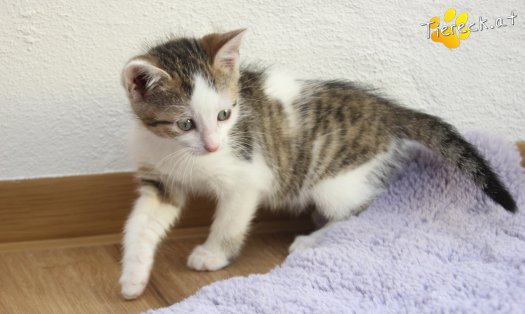 Katze Mirjam (Foto by Tiereck.at - Lavanttaler Tierhilfe)
