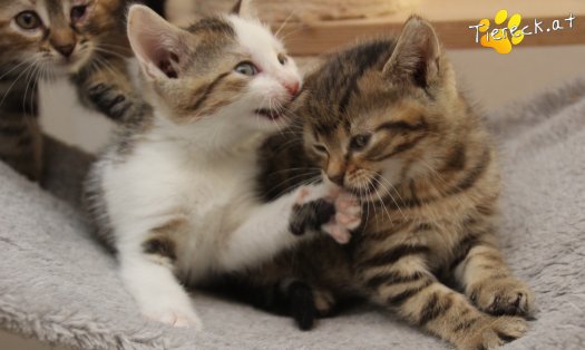 Katze Mirjam (Foto by Tiereck.at - Lavanttaler Tierhilfe)