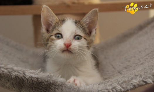 Katze Mirjam (Foto by Tiereck.at - Lavanttaler Tierhilfe)