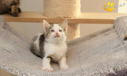 Katze Mirjam (Foto by Tiereck.at - Lavanttaler Tierhilfe)