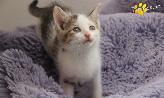 Katze Mirjam (Foto by Tiereck.at - Lavanttaler Tierhilfe)